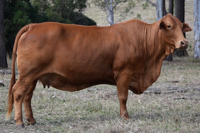 Bryvonlea Penah